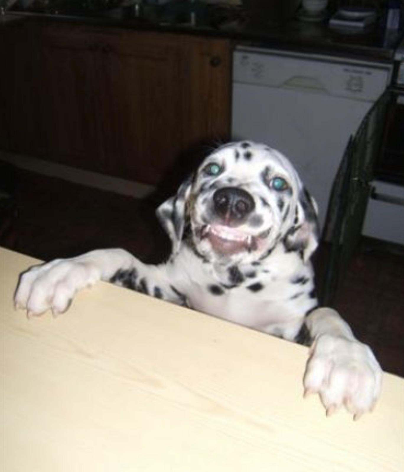 dalmatian - A